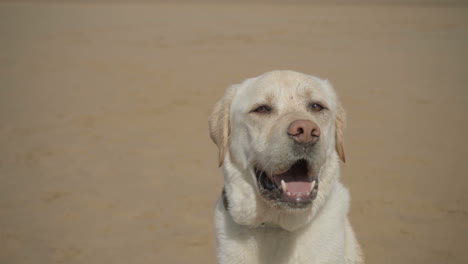 closeup shot of adorable labrador on sandy beach.