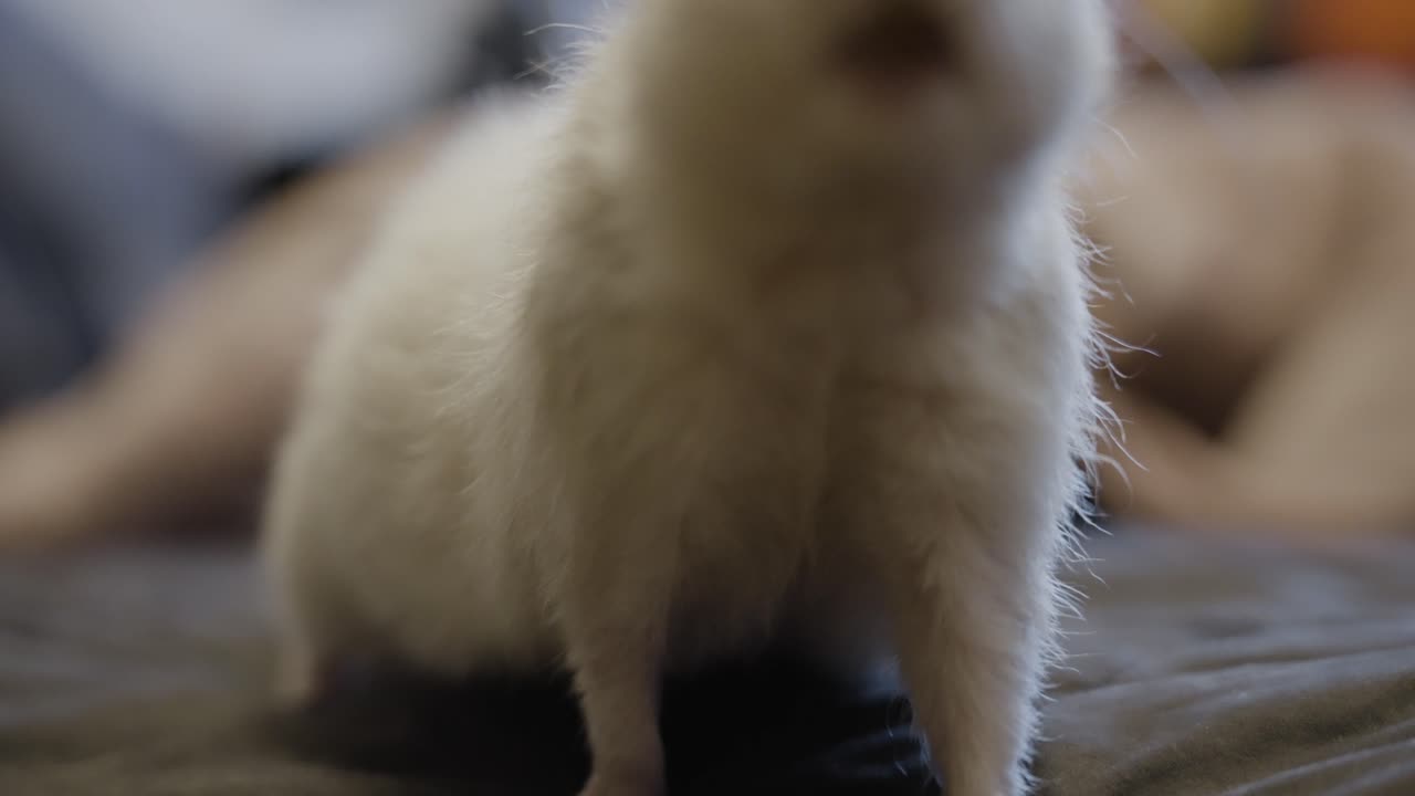 una rata mascota caminando durante el tiempo de exploración libre