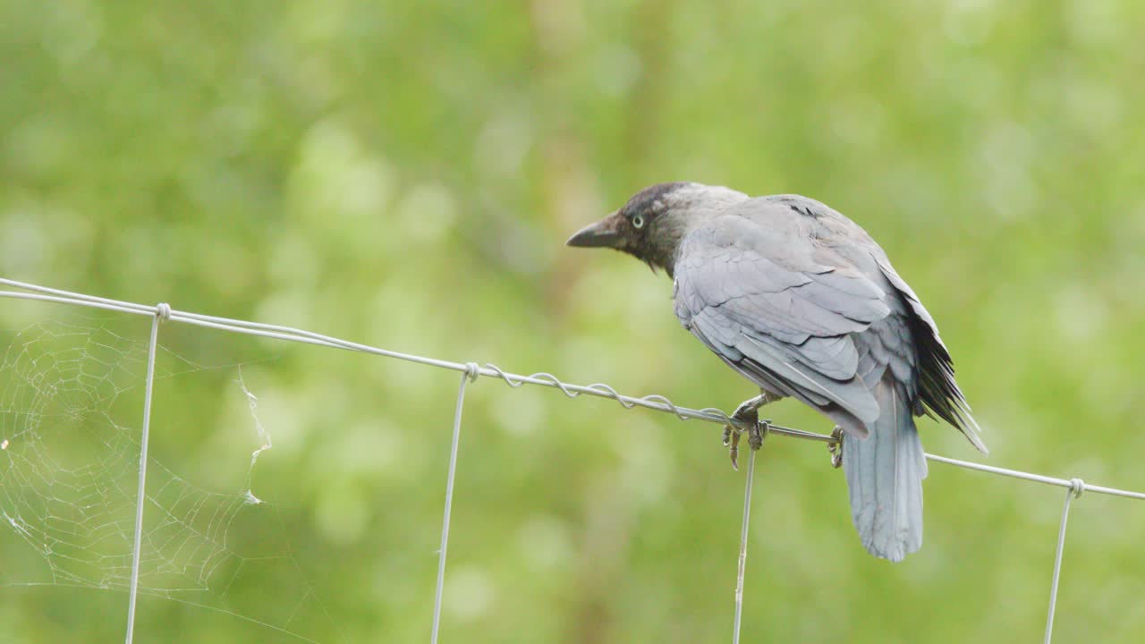A Eurasian jackdaw sits on a wire fence, occasionally turning its head, before taking flight in a sunlit, green rural landscape