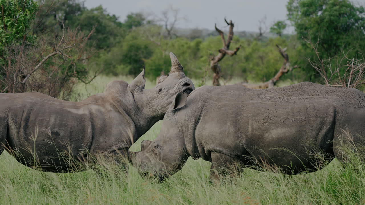 Two White Rhinos Interacting in African Savanna