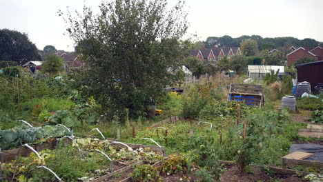 Vegetable-garden-allotments