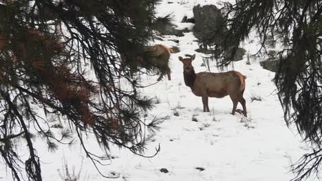 group of elk deers in winter mountains of boise national forest in idaho, usa