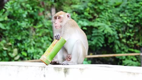 monkey examines and interacts with a green object