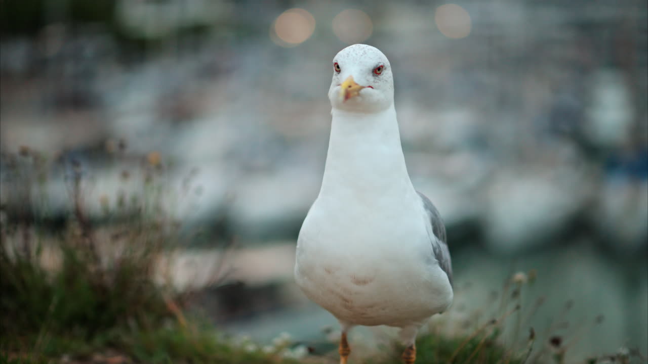 Close up of a seagull walking at the beach with a blurred view of the harbour on the background