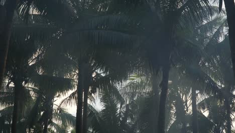 Humo-En-La-Selva-Tropical-Con-Cocoteros,-Tiro-Estático