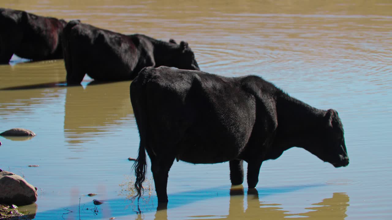 소는 저수지에서 물을 마시고, 가축  ⁇ 는 진 ⁇  상태에서 물을 마시고 있습니다.