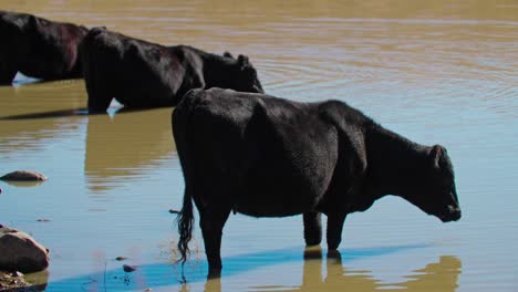 vacas bebiendo agua del embalse, rebaño de ganado bebiendo agua en condiciones de barro