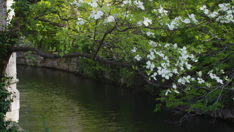 Sager-Creek-Y-Un-árbol-Con-Flores-Blancas,-Siloam-Springs,-Arkansas,-Zoom-Out