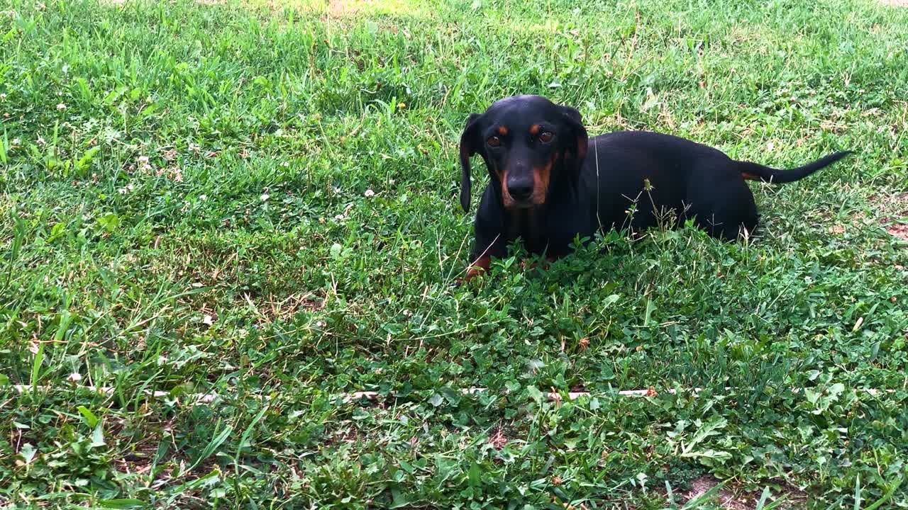 Dachshund preto deitado na grama num belo dia ensolarado
