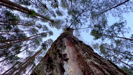 incision marks on pine tree trunks after tapping the sap