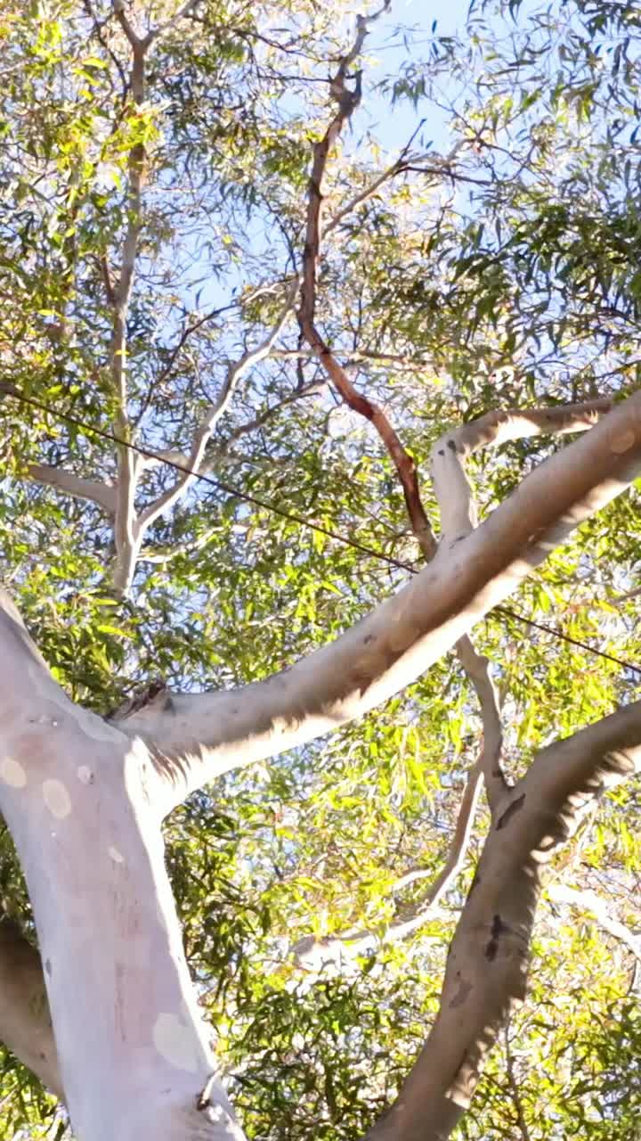 Tronco e chioma di un albero di eucalipto