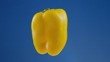 Yellow-bell-pepper-turning-on-blue-background