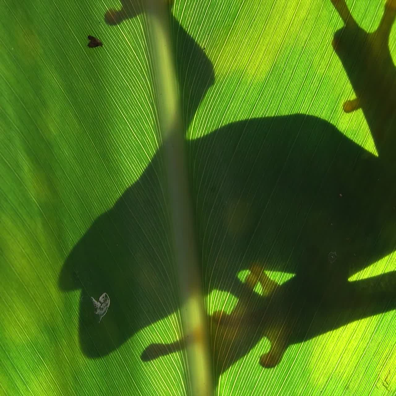 silueta de una rana arbórea de ojos rojos en una gran hoja verde que sugiere naturaleza y conservación