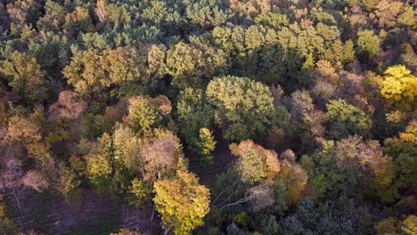 Drone-shot-of-trees-in-the-park