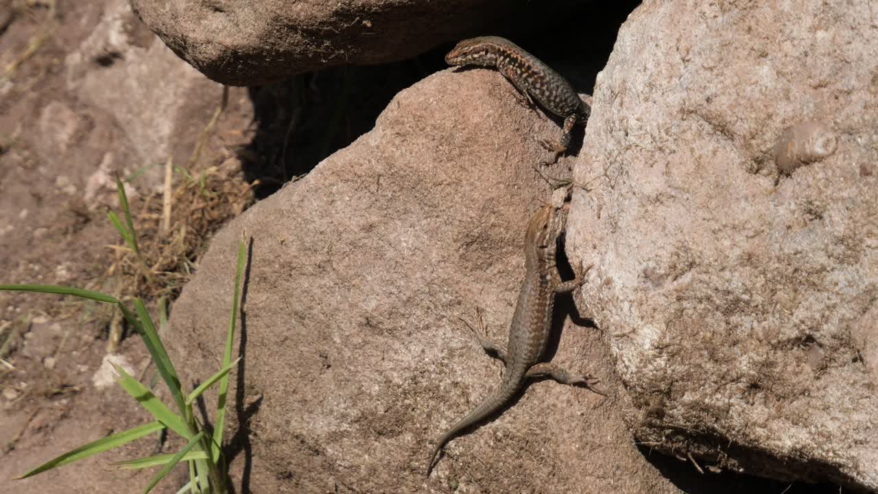 dos lagartos comunes sentados en las rocas de una pared de piedra arenisca marrón disfrutando del sol de la tarde, cerca