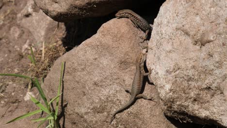 Two-Common-Lizards-Sitting-on-Rocks-of-a-Brown-Sandstone-Wall-Enjoying-the-Afternoon-Sun,-Close-Up
