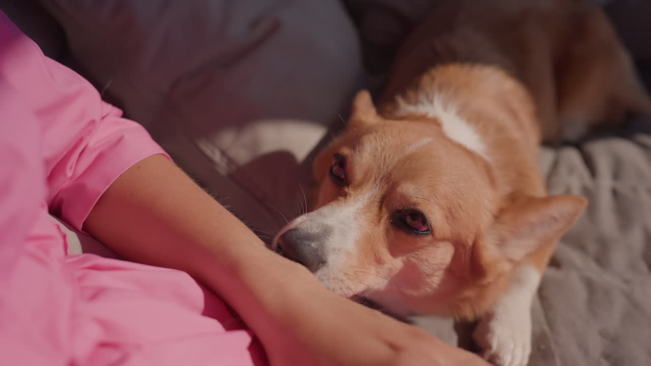 Gentle Hand Caressing Loyal Pet On Sofa, Relaxed Owner Gently Petting Beloved Corgi During Peaceful Afternoon, Calm Domestic Scene With Owner Tenderly Stroking Corgi On Couch In Soft Light