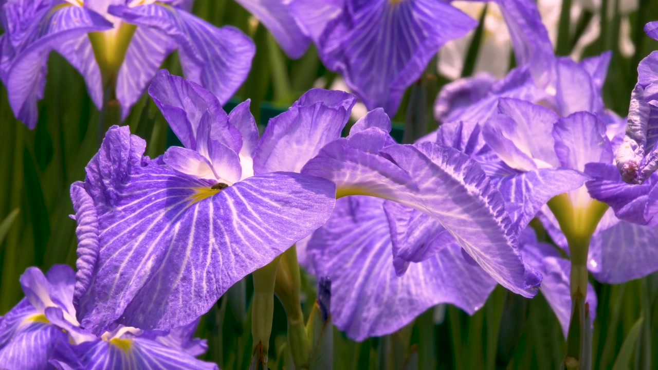 Smukt lilla irisblomsterfelt, der svajer i sollyset.