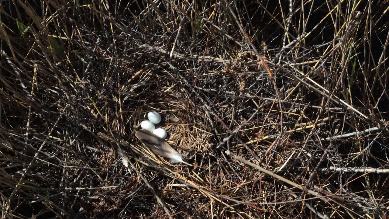 Typical nest of Western marsh harrier with feather and three eggs in reedbed. Estonia.