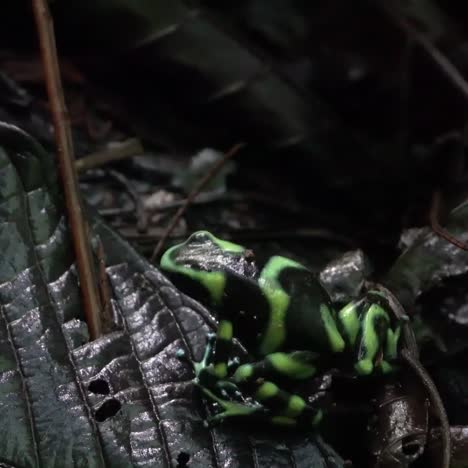 A-green-and-black-poison-dart-frog-walks-in-the-vegetation-in-the-jungle-of-Costa-Rica