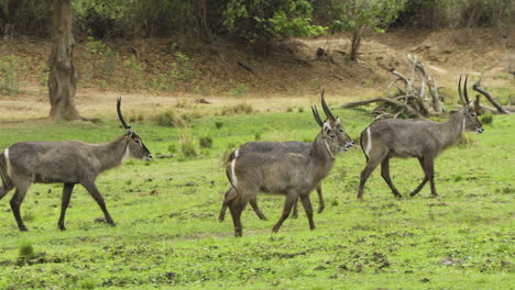 Herd-of-male-waterbucks-moving-left-to-right-over-lush-green-African-grassland