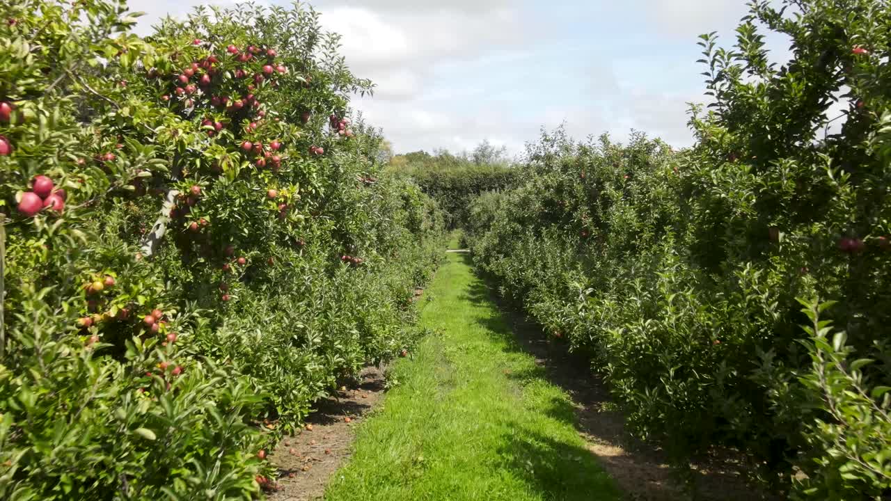 aviones no tripulados volando en fila, árboles de manzana muy cargados con grandes frutas