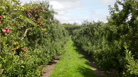 Drone flying in row, heavily loaded apple trees with big fruit