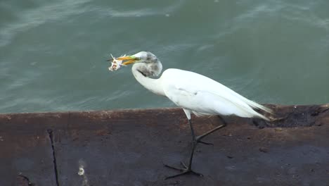 great egret and her catch on the gatun locks