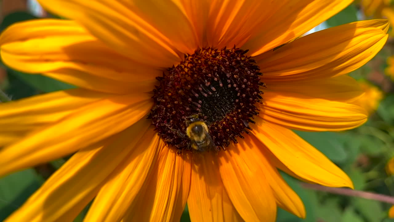 abejorro en un girasol imágenes de verano