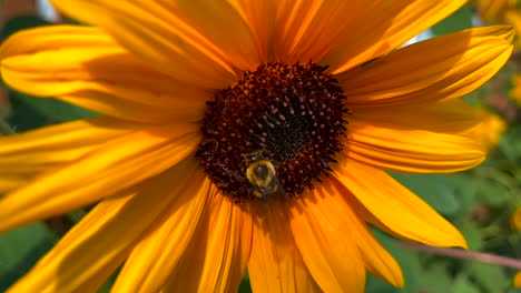 Abejorro-En-Un-Girasol-Imágenes-De-Verano