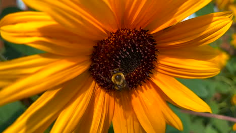 abejorro en un girasol imágenes de verano