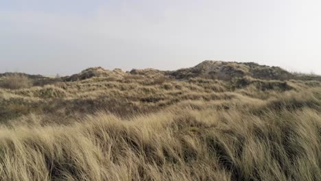 Toma-Aérea-De-Hierba-De-Dunas-De-Marram-En-Un-Día-De-Verano-En-La-Costa-Belga