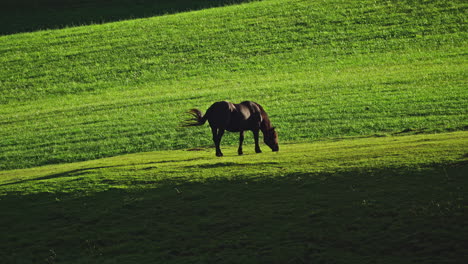 a black stallion horse in a grassy meadow with dramatic shadows