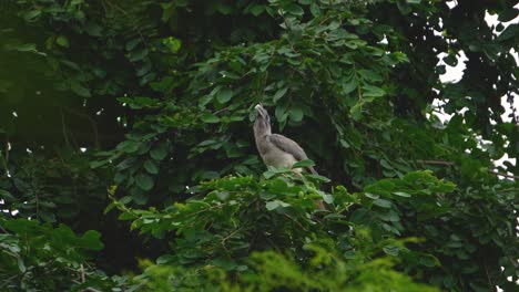 indian grey hornbill or ocyceros birostri scratching its beak in gwalior madhya pradesh