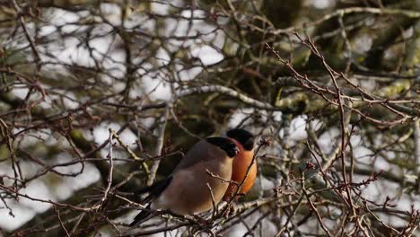 male bullfinch birds perched on forest tree branches