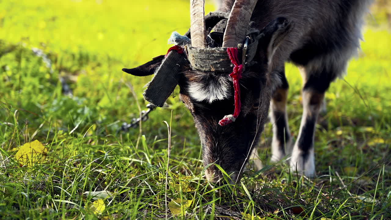 Una capra si gode un momento di tranquillità in un campo verde, legata mentre si crogiola al caldo sole. Gli alberi circostanti e un cielo azzurro creano un'atmosfera serena.
