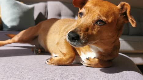 perro cansado y lindo relajándose al sol