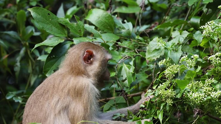 A monkey interacts with lush greenery, possibly eating.