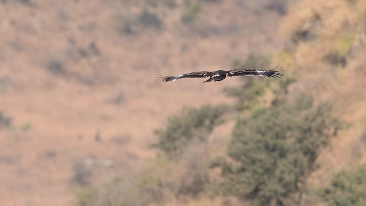 Fotografia naturalistica cinematografica di un'aquila delle steppe in volo, che cattura il rapace mentre plana sulle correnti d'aria sopra un vasto paesaggio aperto
