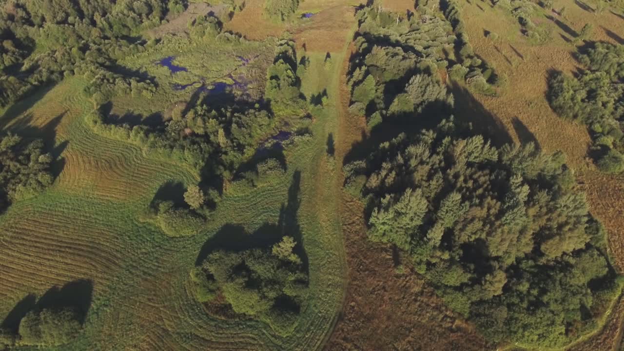 Swampy Area On A Sunny Summer Day. Aerial Pedestal Up Tilt Down