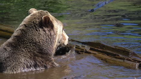 Furry-Brown-Bear-Holding-On-Floating-Driftwoods-In-A-Lake