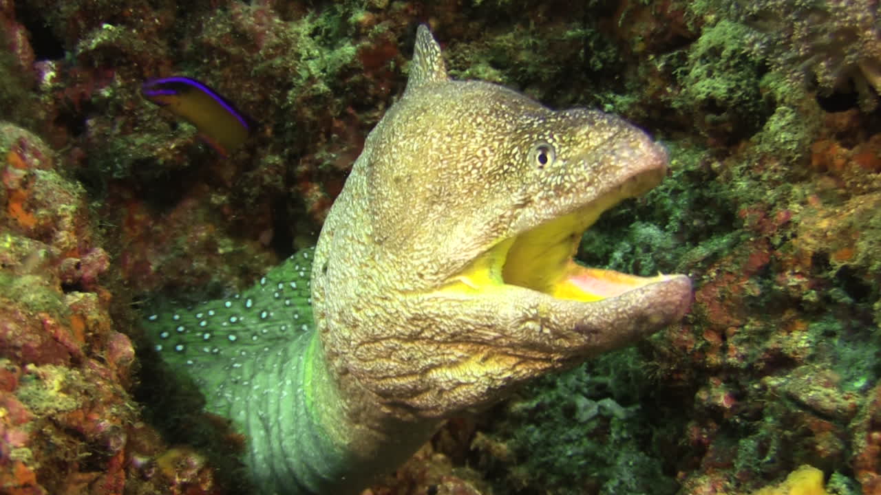 Close-up front view of Yellowmouth moray surrounded by corals, This moray eel - unlike other species - produces a skin toxin