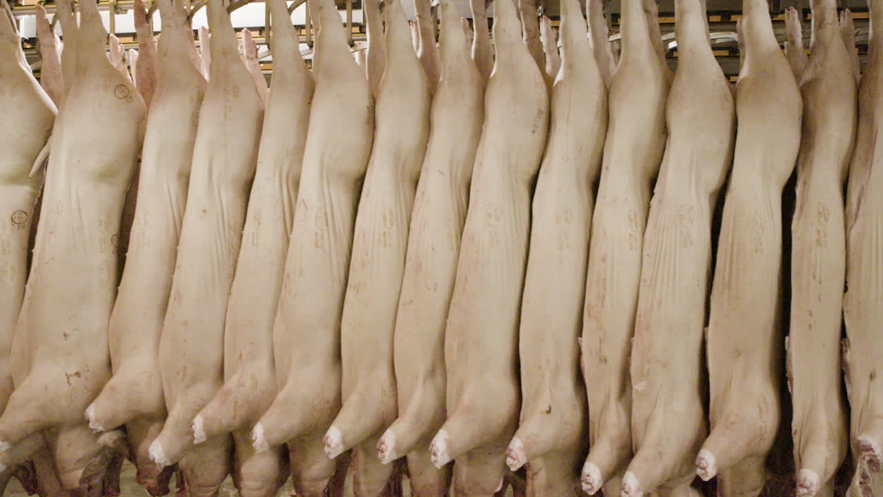 Pigs hanging on hooks in big industrial laughterhouse in Denmark