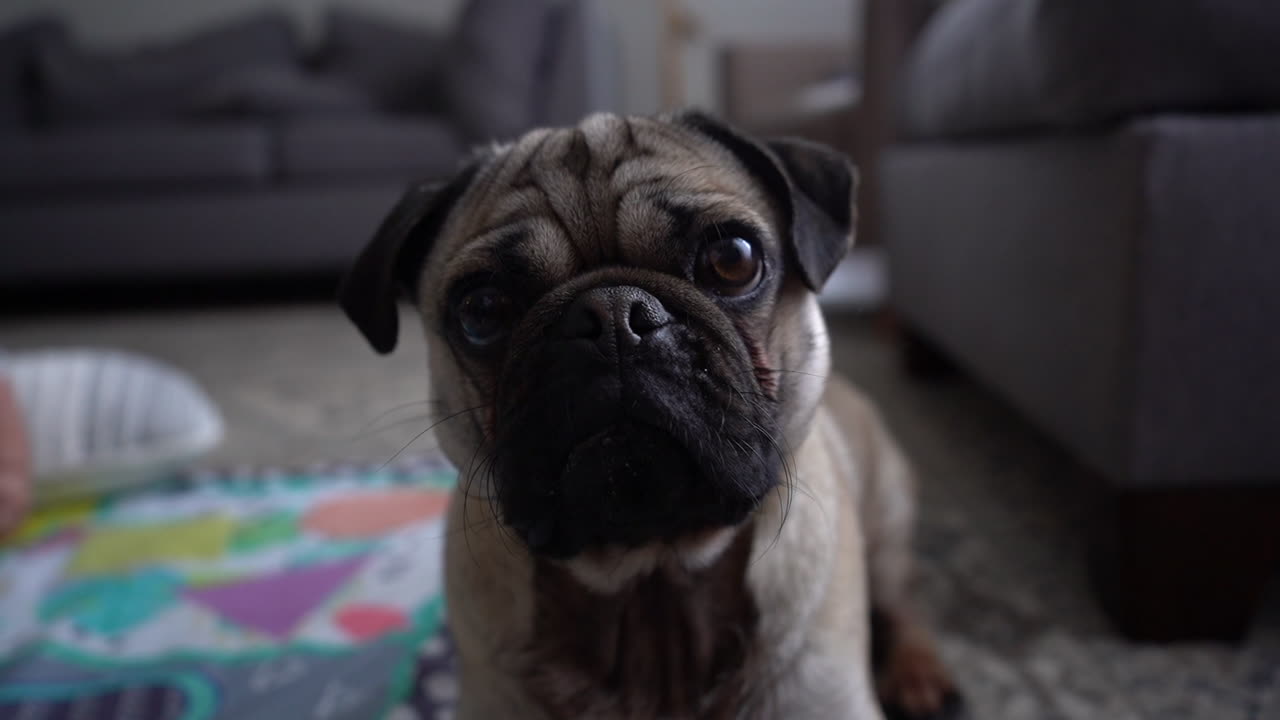 Tan pug wrinkly happy dog puppy