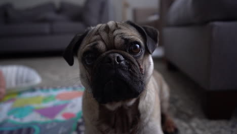 tan pug wrinkly happy dog puppy