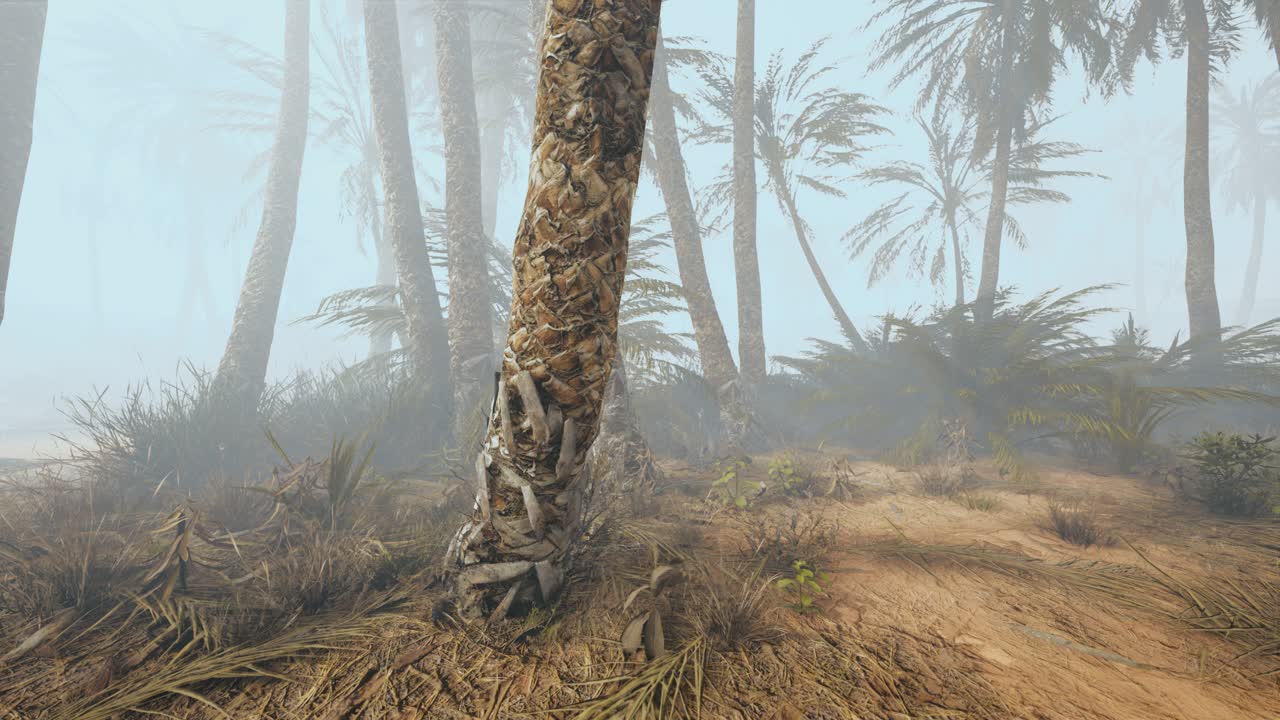 palme da cocco nella profonda nebbia mattutina