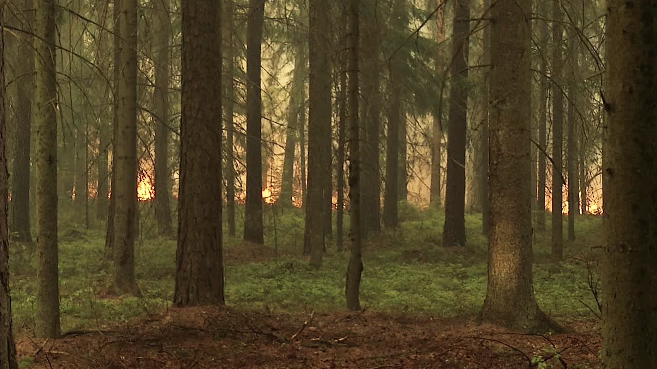 bosque en llamas, quema de árboles, arbustos, quema de hierba seca en la turbera