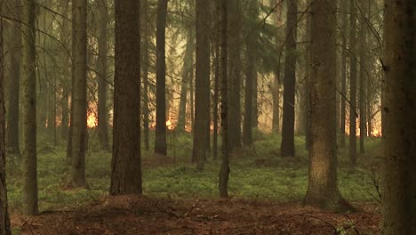 Forest-in-Fire,-Burning-Trees,-Bushs,-Burning-Dry-Grass-in-the-Peatbog