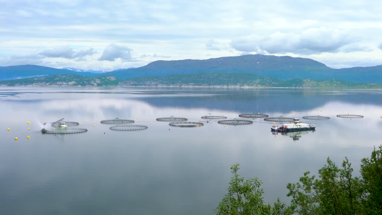 연어 농장  ⁇ 시