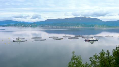 pesca de salmón de granja